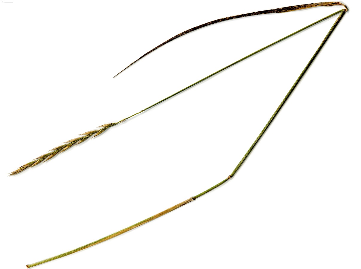 Elytrigia campestris subsp. campestris (Poaceae)